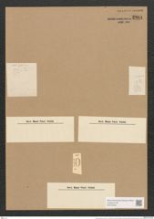 Amphora salina var. minor V. H. (de-Toni-Nr.: Genus 36, Species 1548) Zeichnungen Sammlung Grunow Nr. 2981 (NHMW-BOT-W0370348)